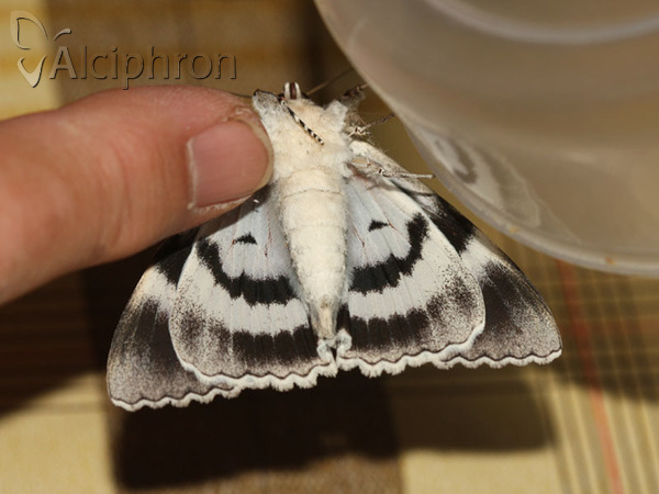 Catocala fraxini
