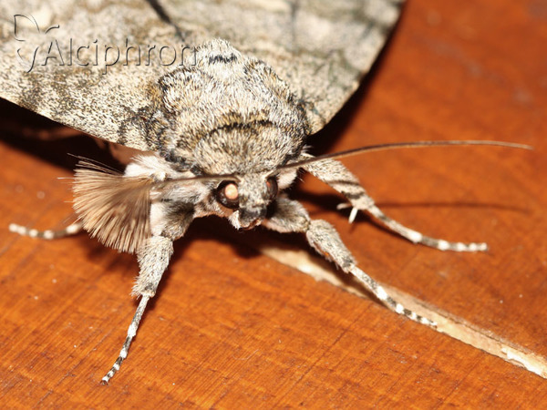 Catocala fraxini