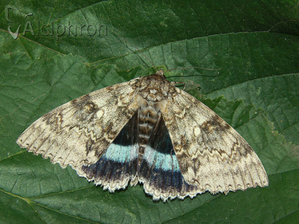 Catocala fraxini
