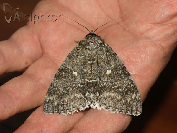 Catocala fraxini