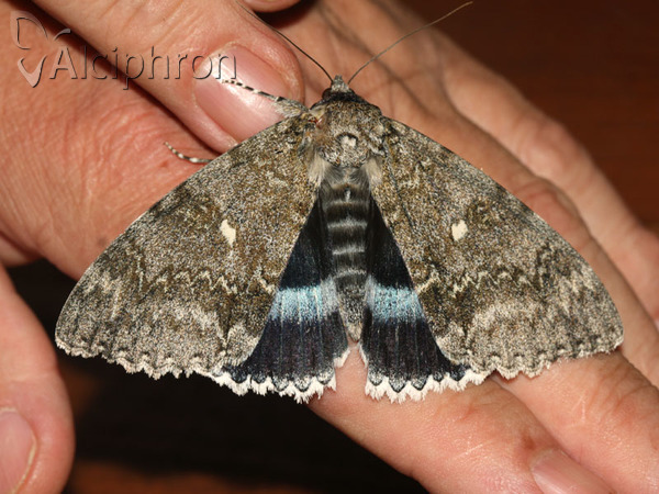 Catocala fraxini