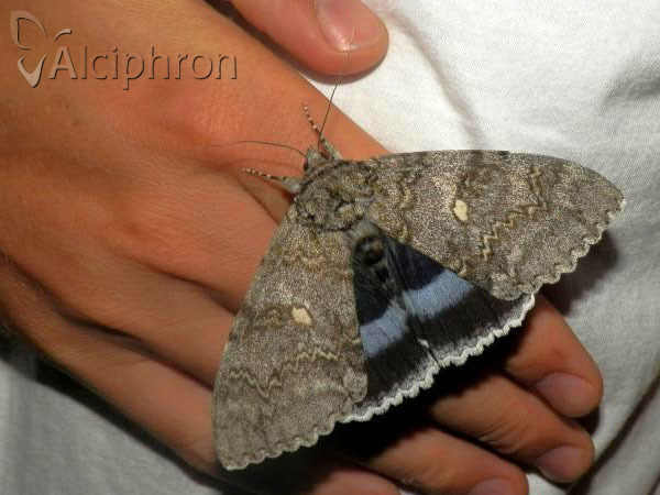 Catocala fraxini