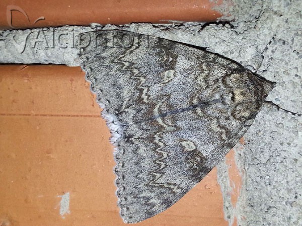 Catocala fraxini
