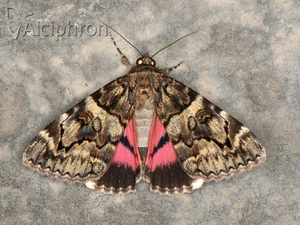 Catocala coniuncta