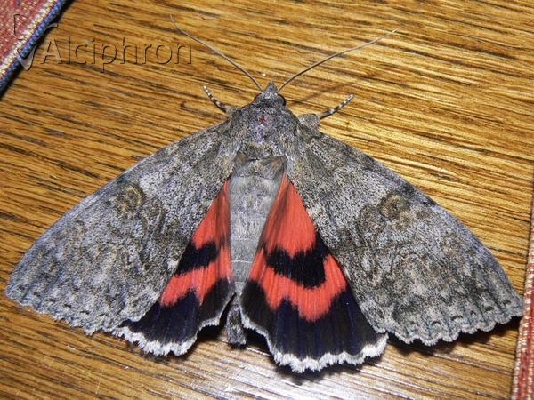 Catocala nupta
