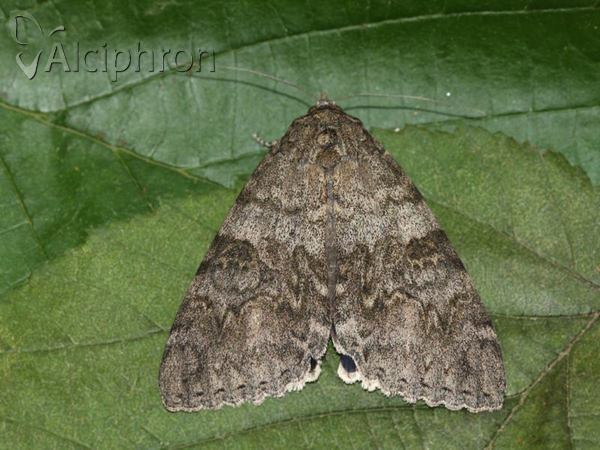 Catocala nupta