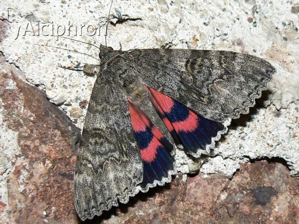 Catocala nupta