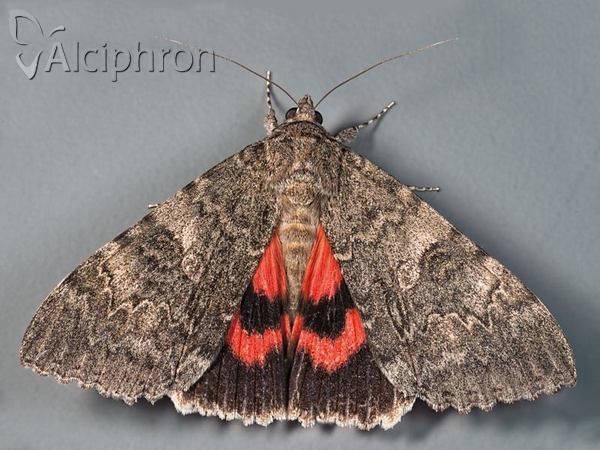 Catocala nupta