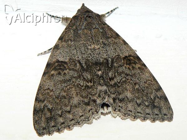 Catocala nupta