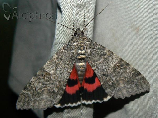 Catocala nupta