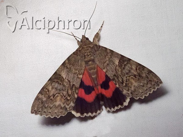 Catocala nupta