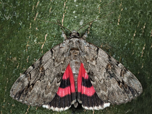 Catocala electa