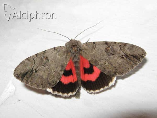 Catocala electa