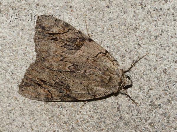 Catocala electa
