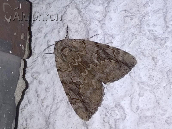Catocala electa