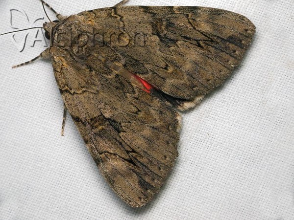 Catocala electa