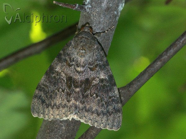 Catocala elocata