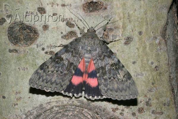 Catocala elocata