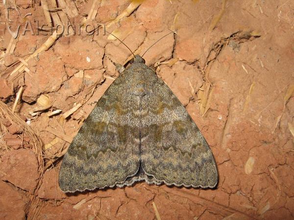 Catocala elocata