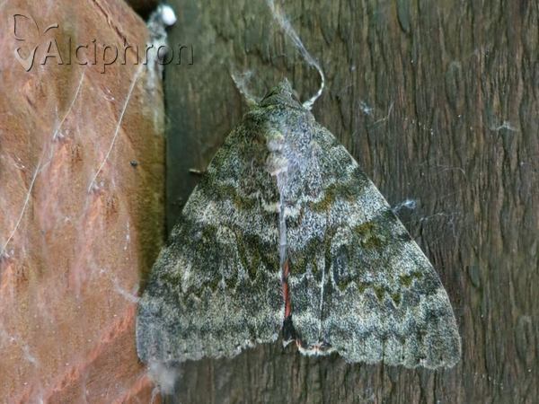 Catocala elocata