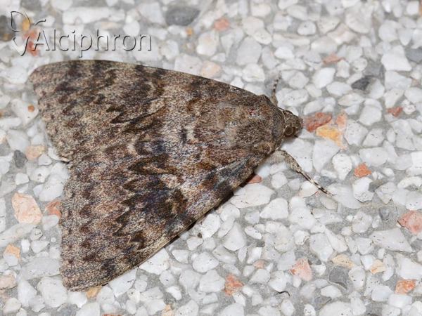 Catocala elocata