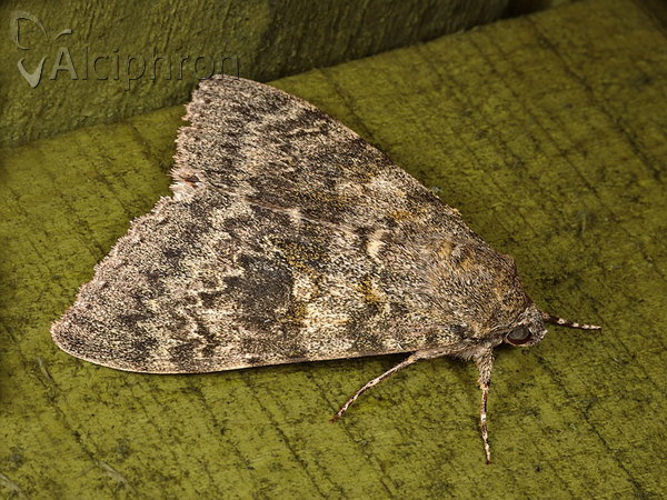 Catocala elocata