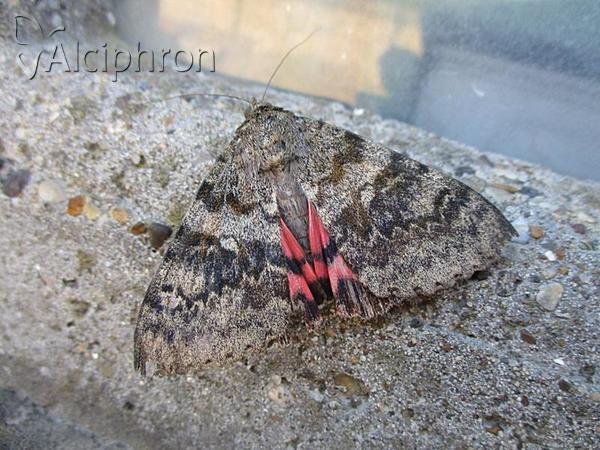 Catocala elocata