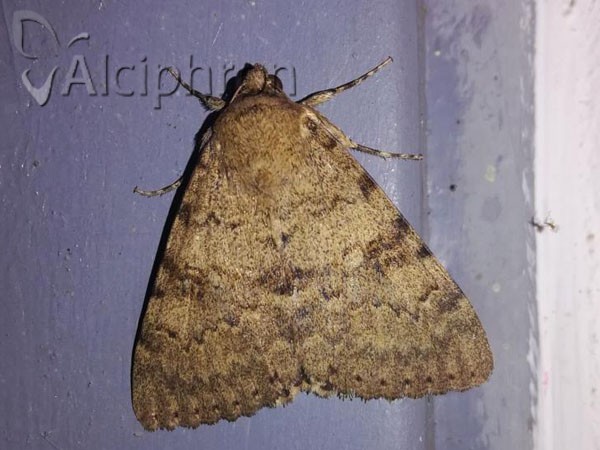 Catocala elocata