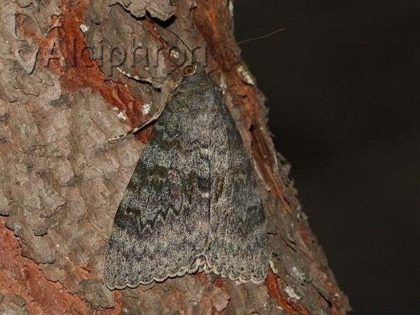 Catocala elocata