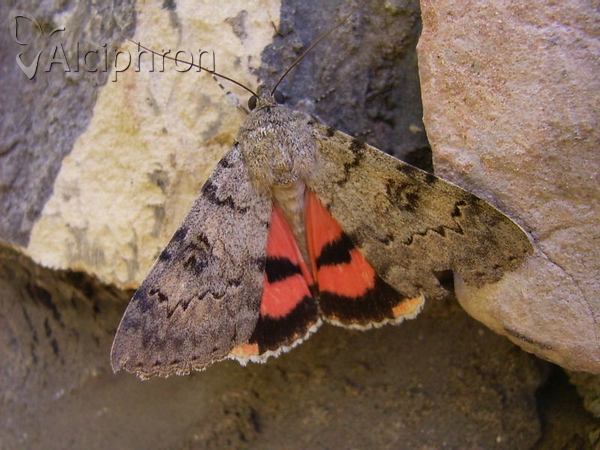 Catocala puerpera
