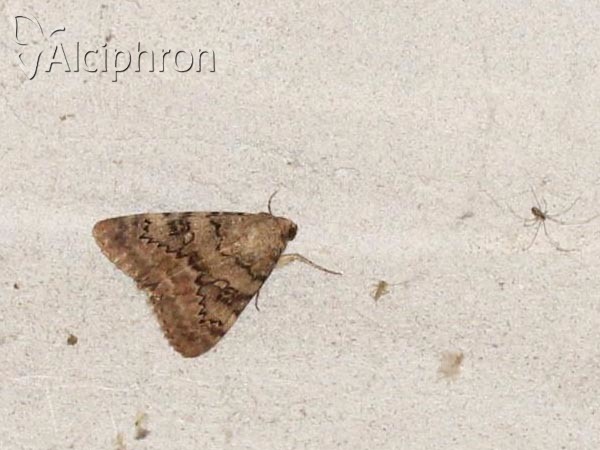 Catocala puerpera