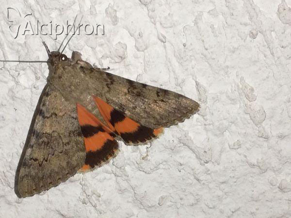 Catocala puerpera