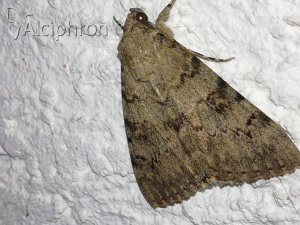 Catocala puerpera