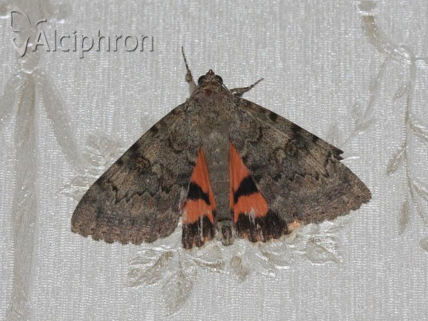 Catocala puerpera