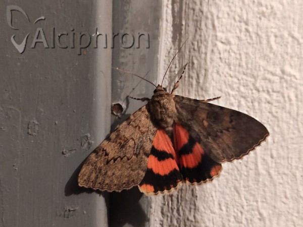 Catocala puerpera