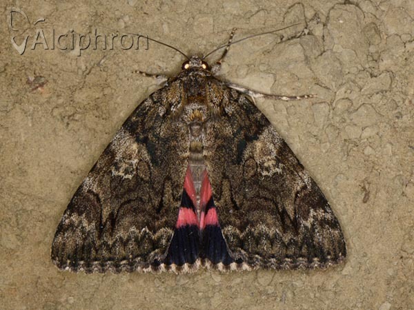 Catocala dilecta