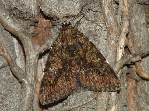 Catocala sponsa