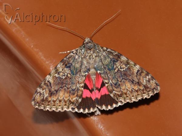 Catocala sponsa