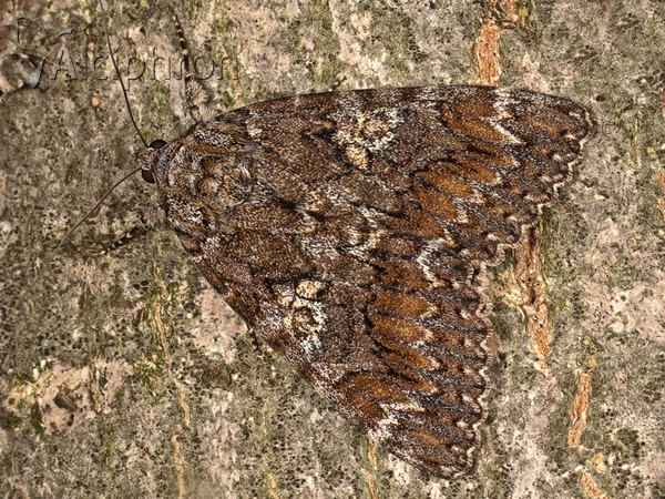 Catocala sponsa
