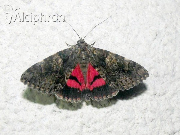 Catocala sponsa