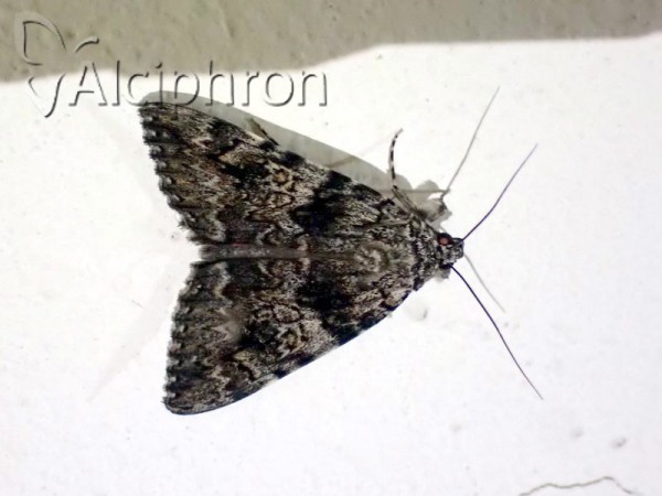 Catocala sponsa