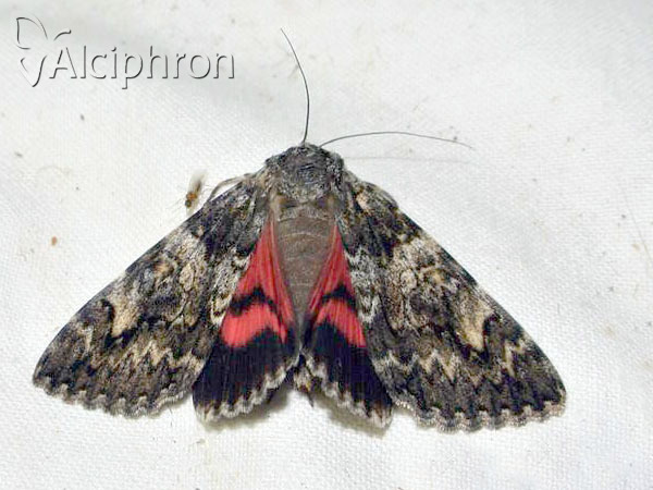 Catocala promissa