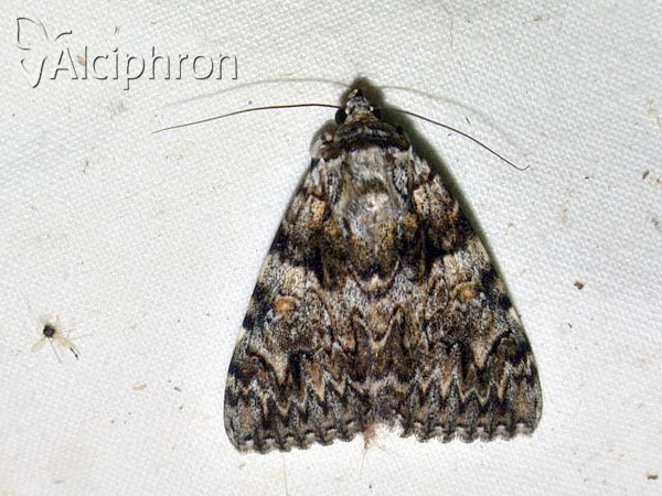 Catocala promissa