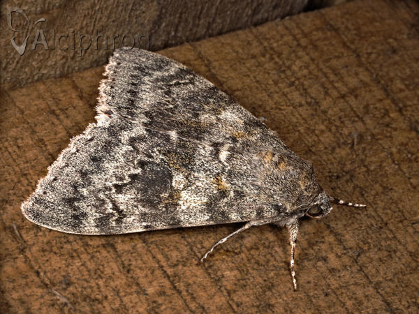 Catocala promissa
