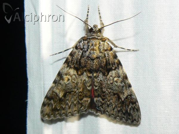 Catocala promissa