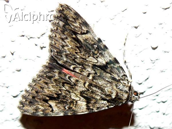 Catocala promissa