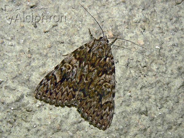 Catocala promissa