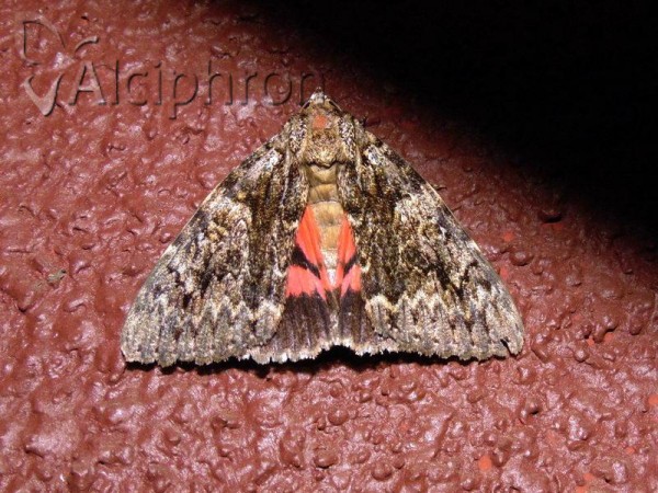Catocala promissa