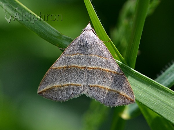 Colobochyla salicalis