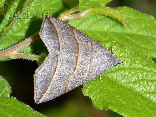 Colobochyla salicalis